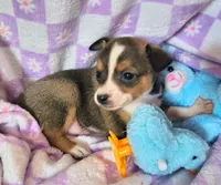 Tito , a male Rat Terrier and Chihuahua for sale in Westfield, WI – Photo 3 of 3