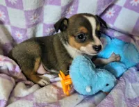 Tito , a male Rat Terrier and Chihuahua for sale in Westfield, WI – Photo 2 of 3