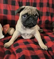 Theodore , a male Pug for sale in Westfield, WI – 3 of 3