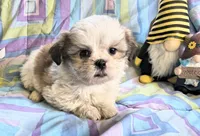 Amber, a female Shih Tzu for sale in Westfield, WI – 2 of 2