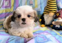 Amber, a female Shih Tzu for sale in Westfield, WI – 1 of 2