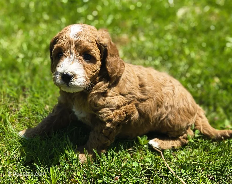 Poppy – Miniature Goldendoodle puppy for sale in Westfield, WI