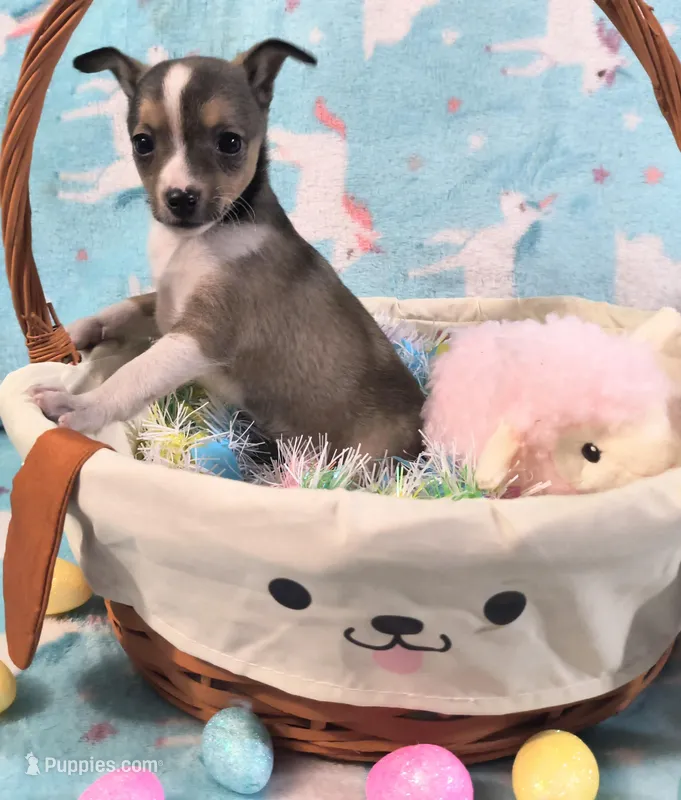 Mira – Rat Terrier, Chihuahua puppy for sale in Westfield, WI