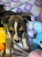 Mira, a female Rat Terrier and Chihuahua for sale in Westfield, WI – Photo 1 of 3