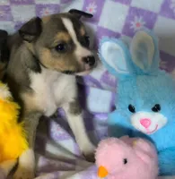 Mira, a female Rat Terrier and Chihuahua for sale in Westfield, WI – Photo 2 of 3