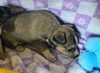 Mira, a female Rat Terrier and Chihuahua for sale in Westfield, WI – Photo 3 of 3