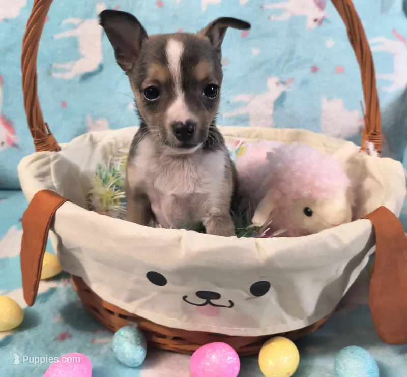 Mira – Rat Terrier, Chihuahua puppy for sale in Westfield, WI