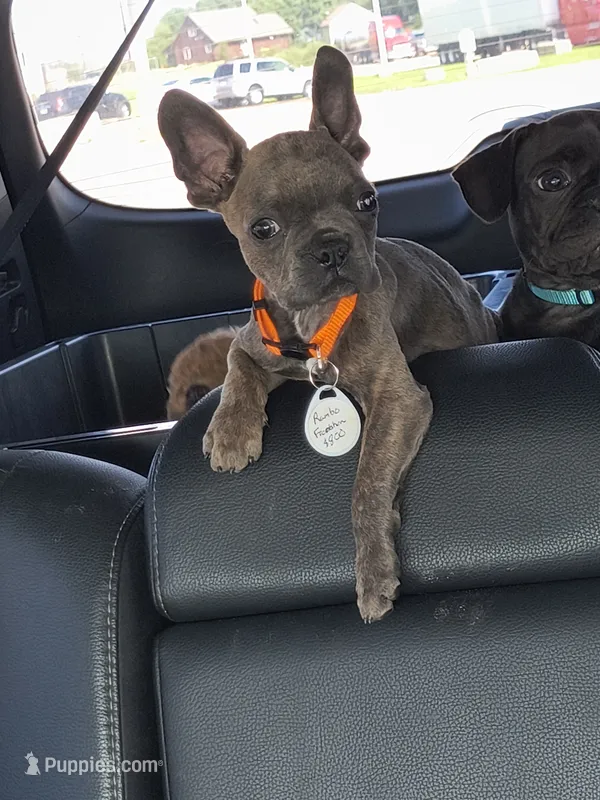 Rambo – Frenchton puppy for sale in Oxford, WI