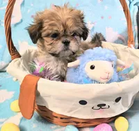 Cosmo, a male Shih Tzu for sale in Westfield, WI – Photo 1 of 3