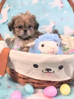 Cosmo, a male Shih Tzu for sale in Westfield, WI – Photo 2 of 3