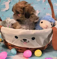 Cosmo, a male Shih Tzu for sale in Westfield, WI – Photo 3 of 3