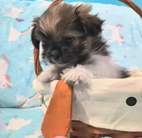 Nova, a female Shih Tzu for sale in Westfield, WI – Photo 2 of 3