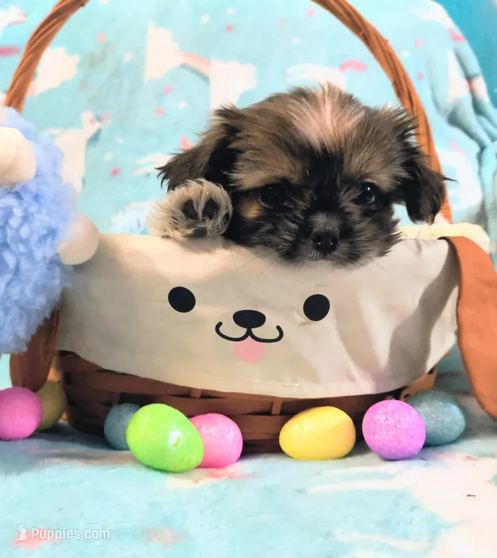 Nova – Shih Tzu puppy for sale in Westfield, WI