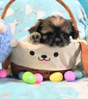 Nova, a female Shih Tzu for sale in Westfield, WI – Photo 1 of 3