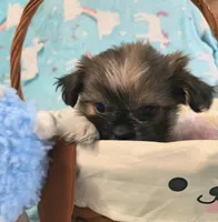 Nova, a female Shih Tzu for sale in Westfield, WI – Photo 3 of 3