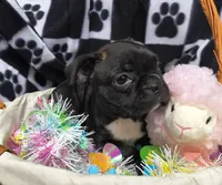 Eva, a female Frenchton for sale in Westfield, WI – Photo 1 of 2