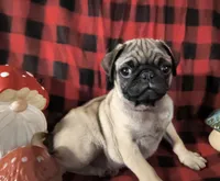 Alvin, a male Pug for sale in Westfield, WI – 3 of 3