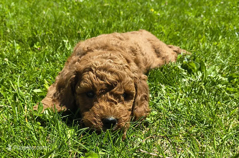 Rose – Miniature Goldendoodle puppy for sale in Westfield, WI