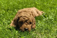 Rose, a female Miniature Goldendoodle for sale in Westfield, WI – 1 of 2