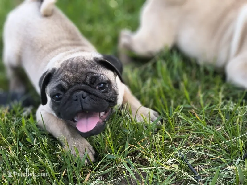 Alvin – Pug puppy for sale in Westfield, WI