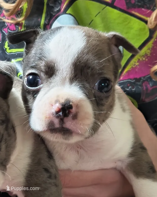 Eddy – Boston Terrier puppy for sale in Westfield, WI