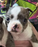 Eddy, a male Boston Terrier for sale in Westfield, WI – 1 of 2