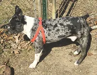 Remy, a male Boston Terrier for sale in Westfield, WI – Photo 5 of 5