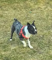Remy, a male Boston Terrier for sale in Westfield, WI – Photo 1 of 5