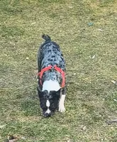 Remy, a male Boston Terrier for sale in Westfield, WI – Photo 2 of 5