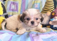 Duke, a male Shih Tzu for sale in Westfield, WI – 2 of 2