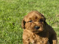 Lily, a female Miniature Goldendoodle for sale in Oxford, WI – 2 of 2