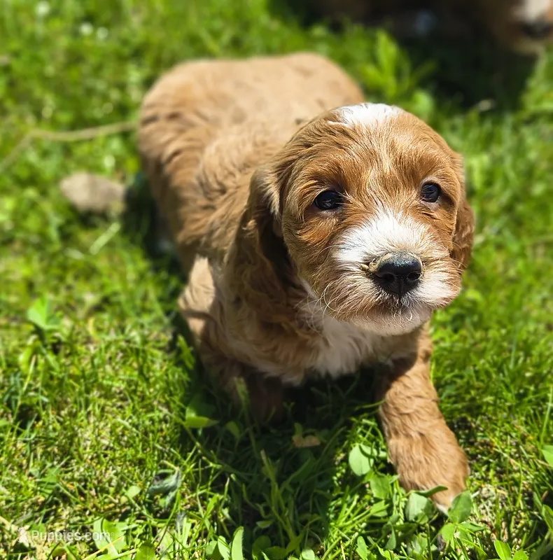 Molly – Miniature Goldendoodle puppy for sale in Westfield, WI