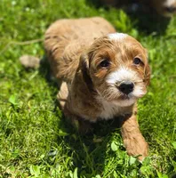 Molly, a female Miniature Goldendoodle for sale in Westfield, WI – 1 of 2