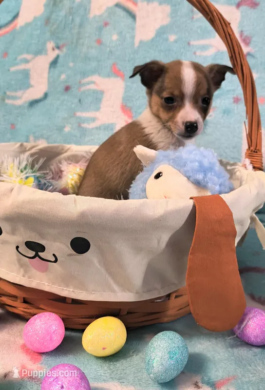 Mateo – Rat Terrier, Chihuahua puppy for sale in Westfield, WI