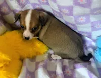 Mateo, a male Rat Terrier and Chihuahua for sale in Westfield, WI – Photo 2 of 2