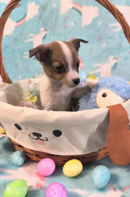 Mateo – Rat Terrier, Chihuahua puppy for sale in Westfield, WI