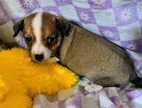Mateo, a male Rat Terrier and Chihuahua for sale in Westfield, WI – Photo 1 of 2