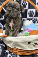 Tucker, a male Frenchton for sale in Westfield, WI – Photo 2 of 2