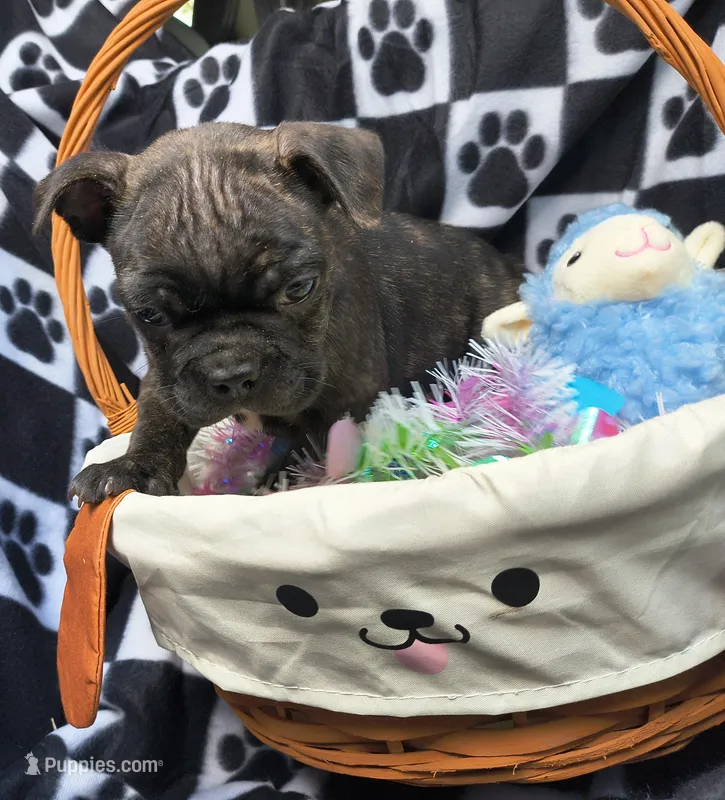 Tucker – Frenchton puppy for sale in Westfield, WI