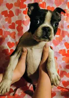 processed/44e60ed0-fc45-47ad-b812-987917a80e3f/listing/cbe47e74-9ae2-4d9a-b319-dd3444b67fb0/6001e7ed-f3fa-4c1b-82b0-71602d287d08