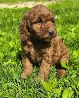 Joey, a male Miniature Goldendoodle for sale in Westfield, WI – 1 of 1