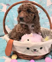 Ruby, a female Goldendoodle for sale in Westfield, WI – Photo 2 of 2