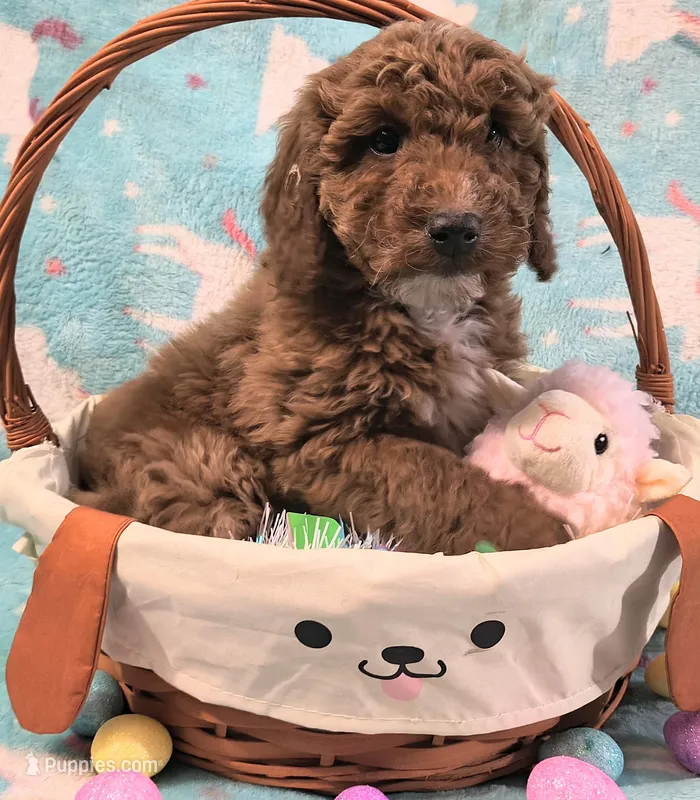 Ruby – Goldendoodle puppy for sale in Westfield, WI