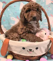 Ruby, a female Goldendoodle for sale in Westfield, WI – Photo 1 of 2