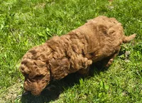 Jake, a male Miniature Goldendoodle for sale in Westfield, WI – 3 of 3