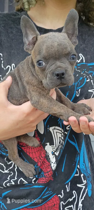 Rambo – Frenchton puppy for sale in Oxford, WI