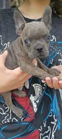 Rambo, a male Frenchton for sale in Oxford, WI – 1 of 1