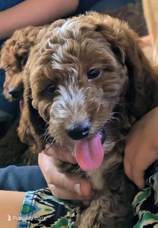 Shiloh  – Miniature Goldendoodle puppy for sale in Westfield, WI