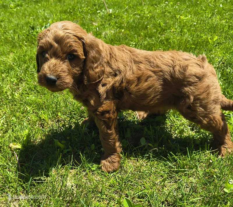 Lenny – Miniature Goldendoodle puppy for sale in Westfield, WI