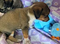 Pedro, a male Rat Terrier and Chihuahua for sale in Westfield, WI – Photo 2 of 2